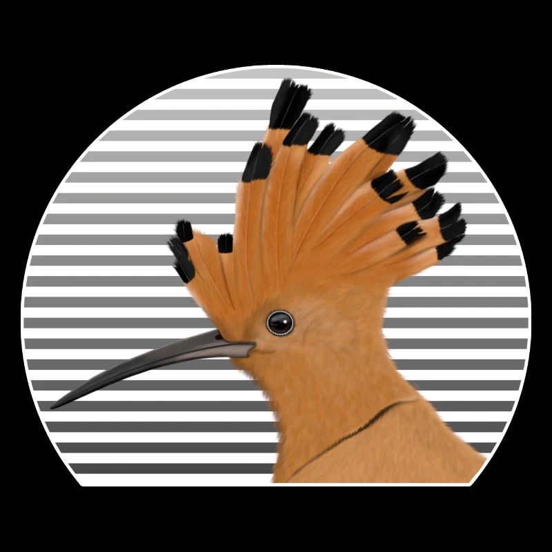 Hoopoe bird bird lover bird watcher