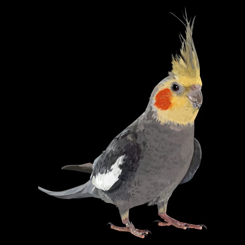 Nymphe cacatoès