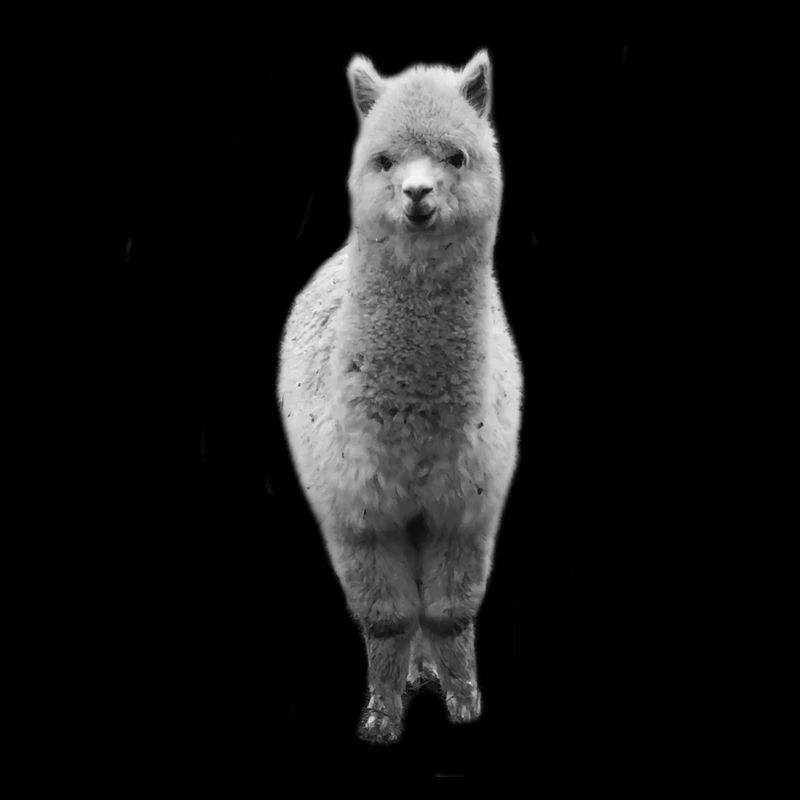 alpaca | Alpacas