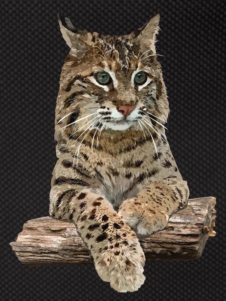 Lynx