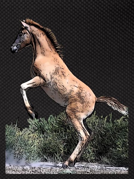 Jeune cheval
