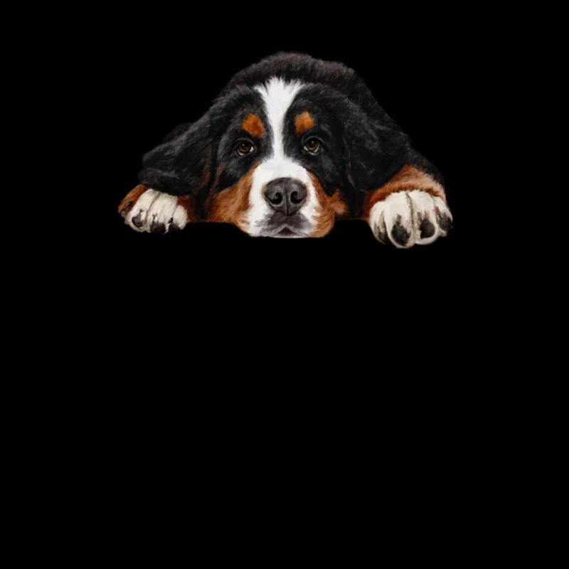 Bernese mountain dog