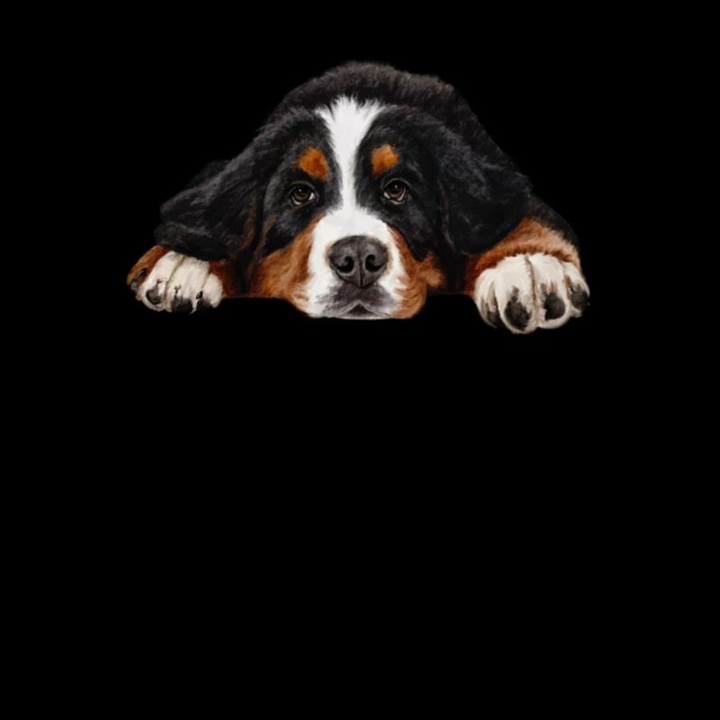 Bernese mountain dog