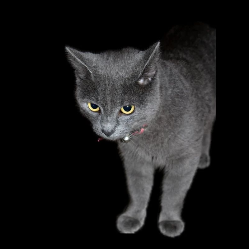 Chat noir gris