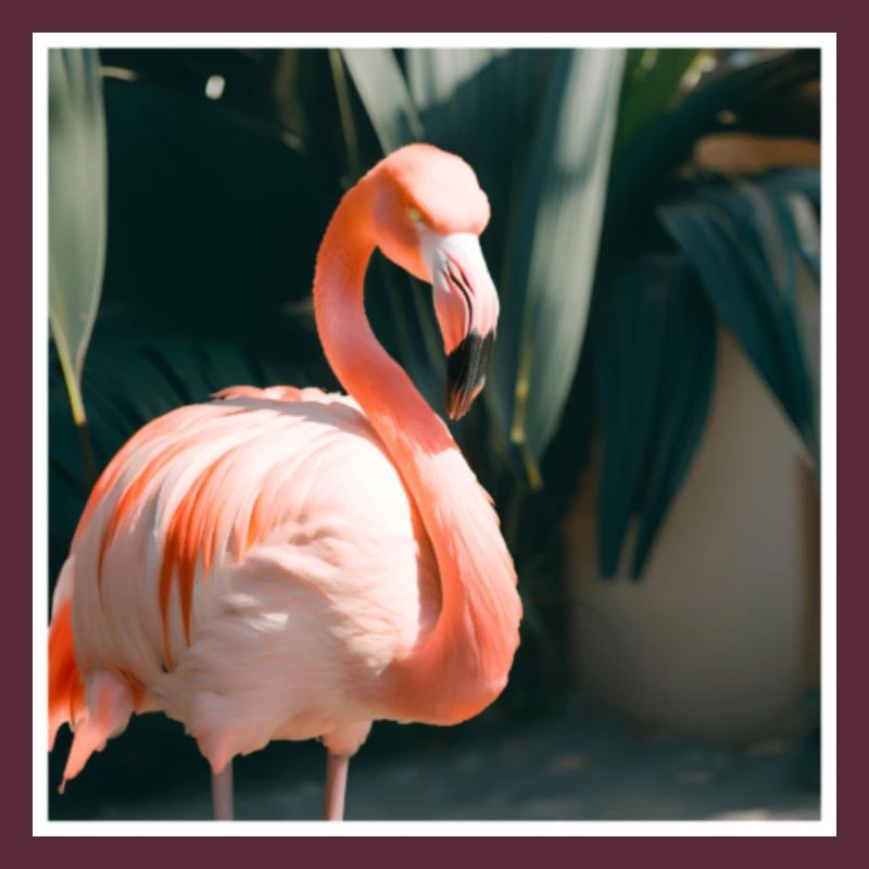 Flamingo#3