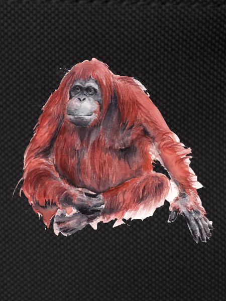 Orangutan