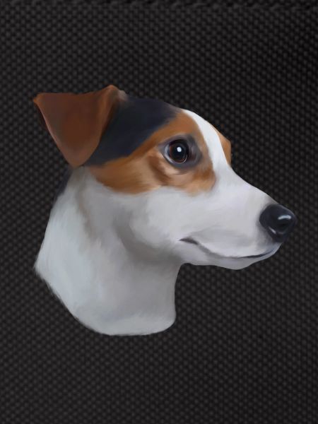 Jack russell terrier