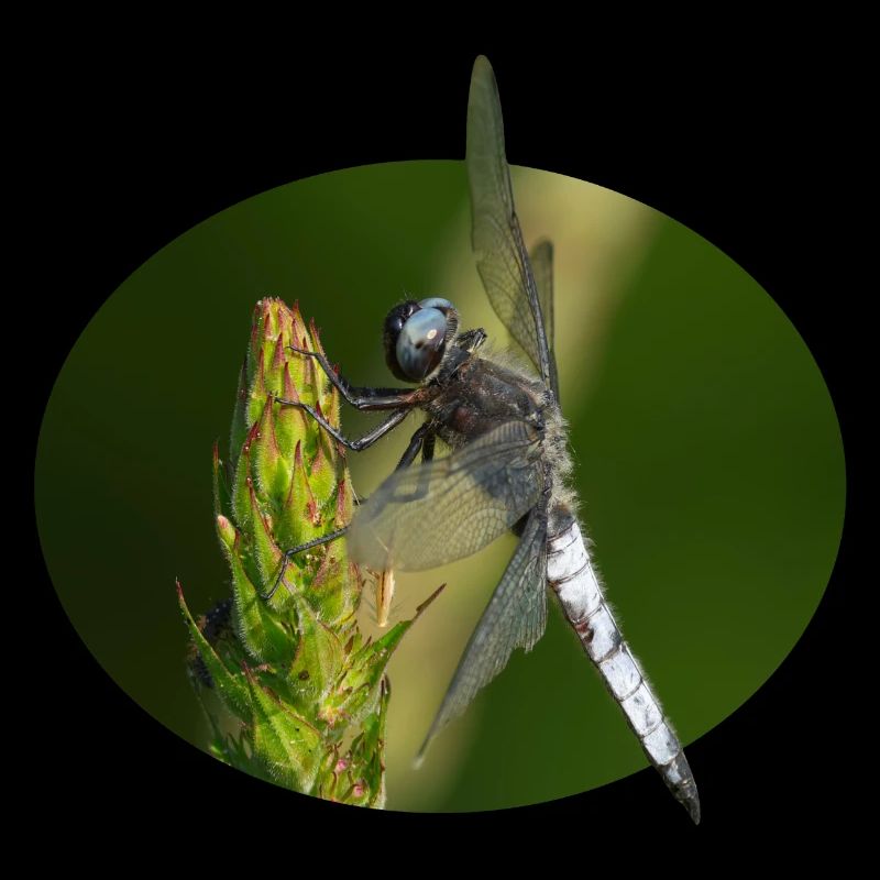 Libelle