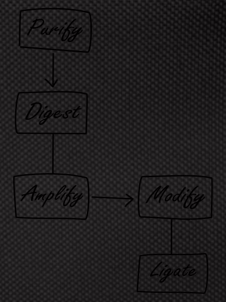 Molecular Biology Protocol