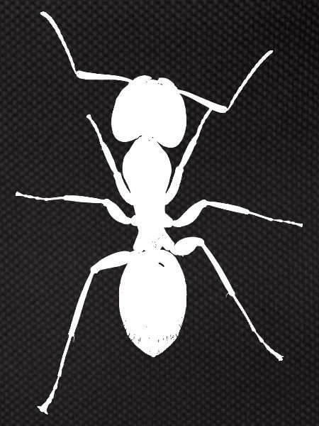 Ant