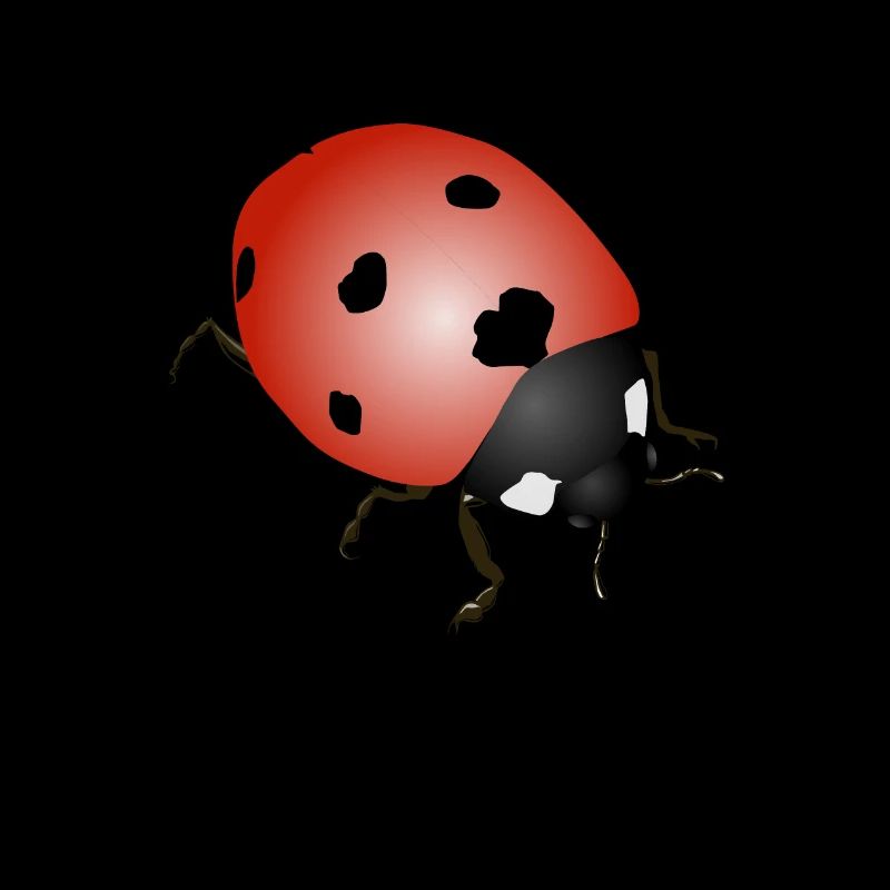 Ladybug