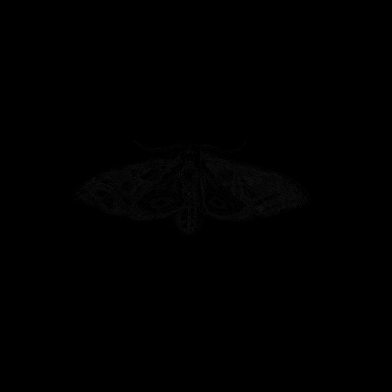 Dessin papillon