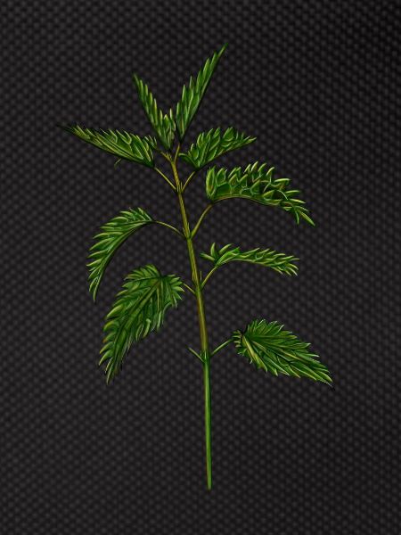 nettle