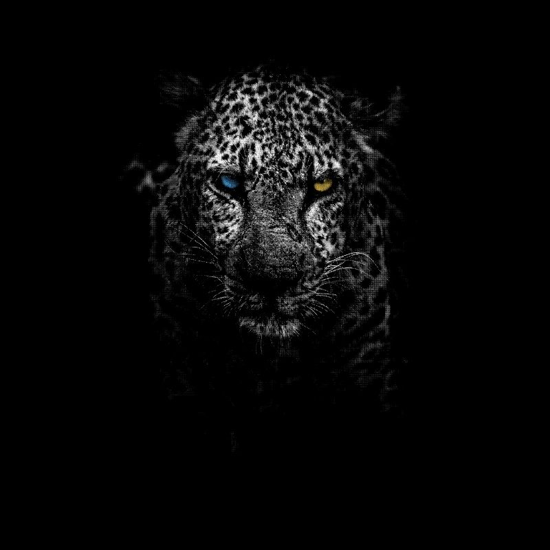 leopard