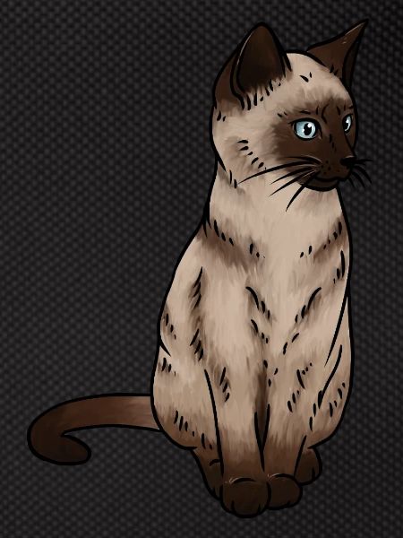 SiamEse Cat Siamese Cat