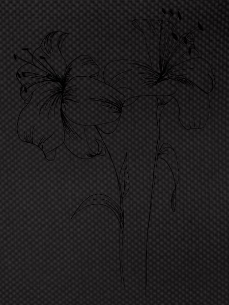Lily