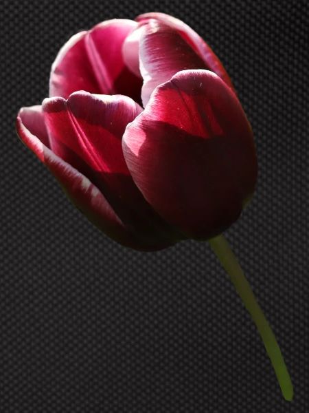 Tulpe Tulpen