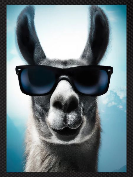 Lama mit Sonnenbrille