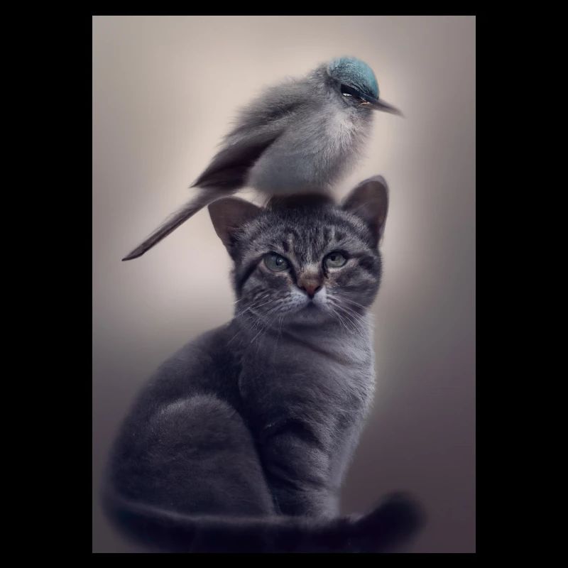 Vogel sitzt auf Katze