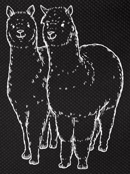 Two Alpaca Llama Lines Drawing