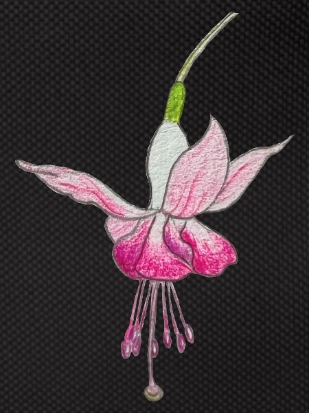 Fuchsienblüte