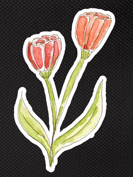 Tulipe aquarelle