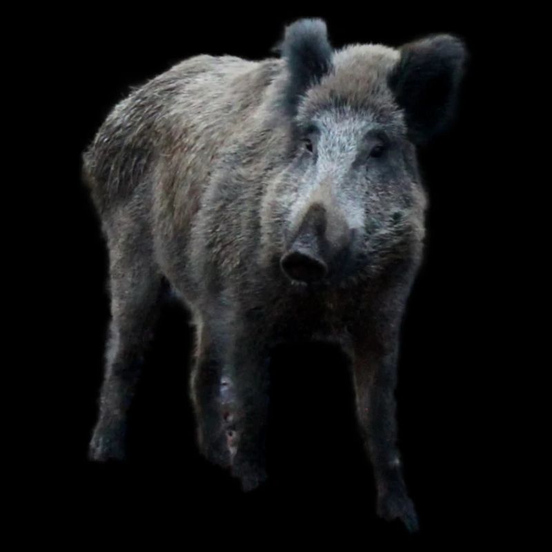 Wild boar Wild boar Pig Sow Pigs
