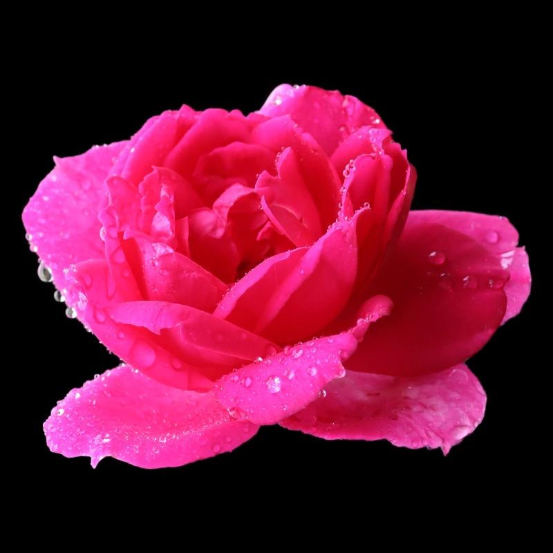 rosa Rose
