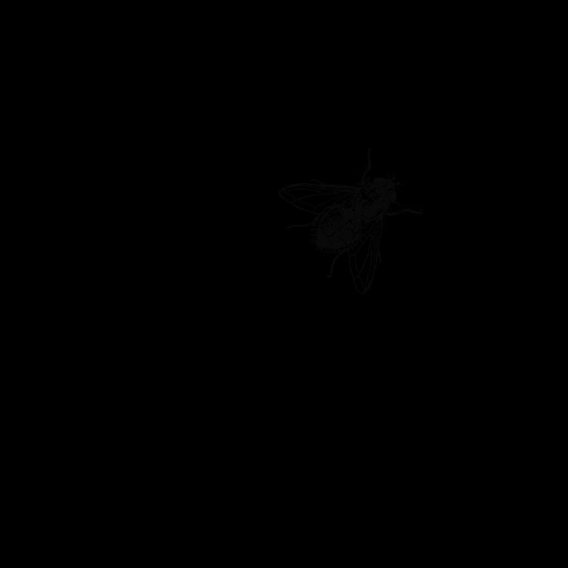 fly
