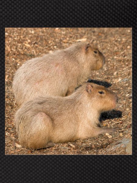 Capybara capybara (Hydrochoerus hydrochaeris)