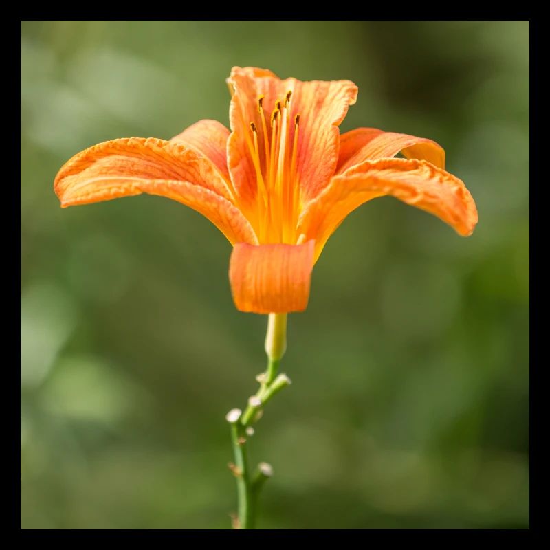Fleur de lis (Lilium) orange