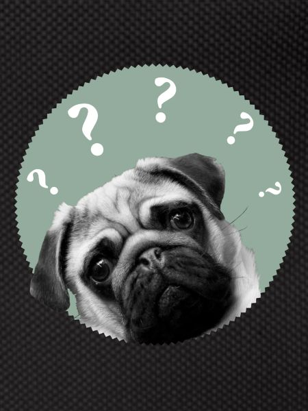 pug