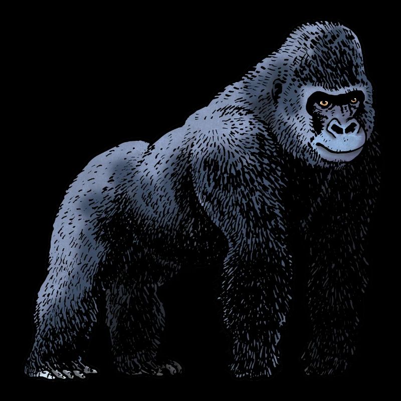 Gorille / Gorilla 02