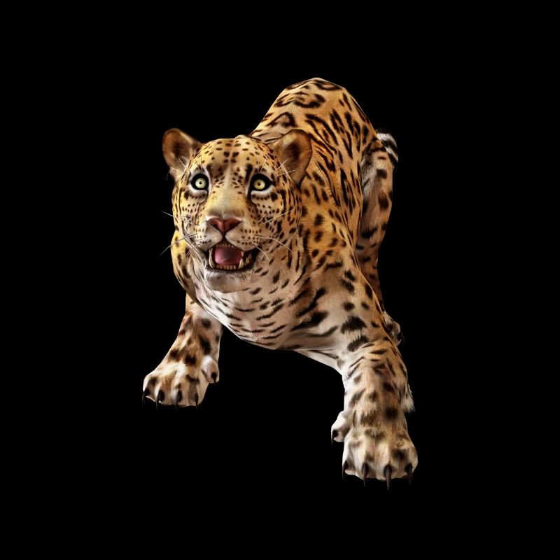 Leopard