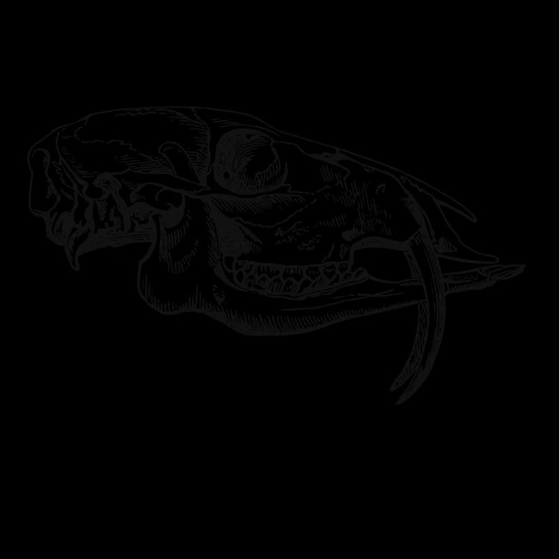 Schaedel Saebelzahnhirsch