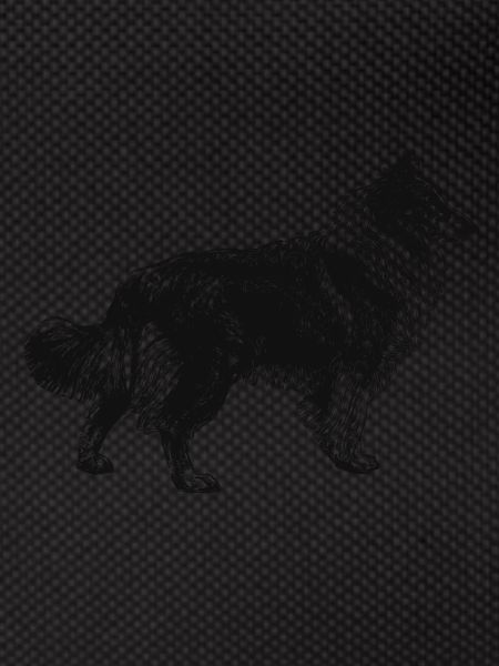 Collie