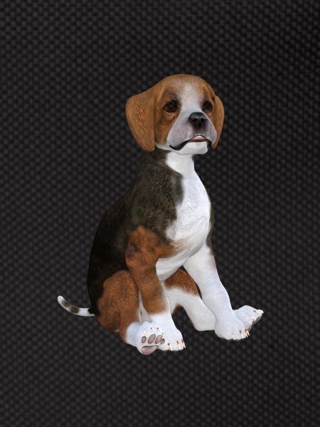 Chiot Beagle