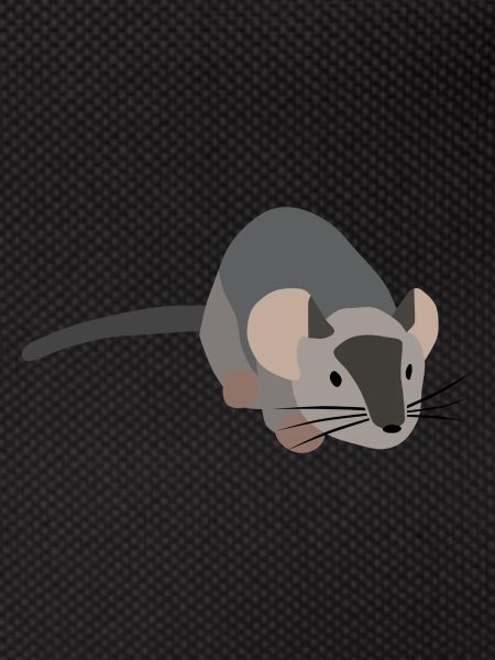 Gray mouse