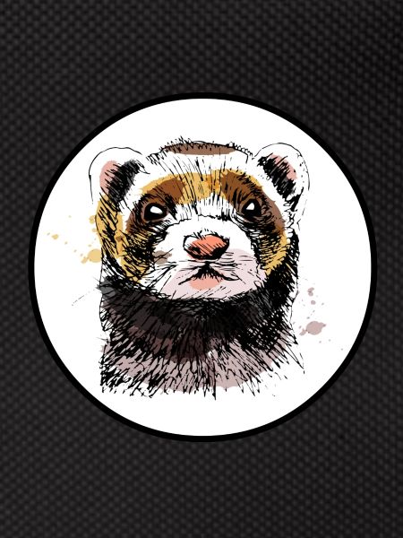 Ferret