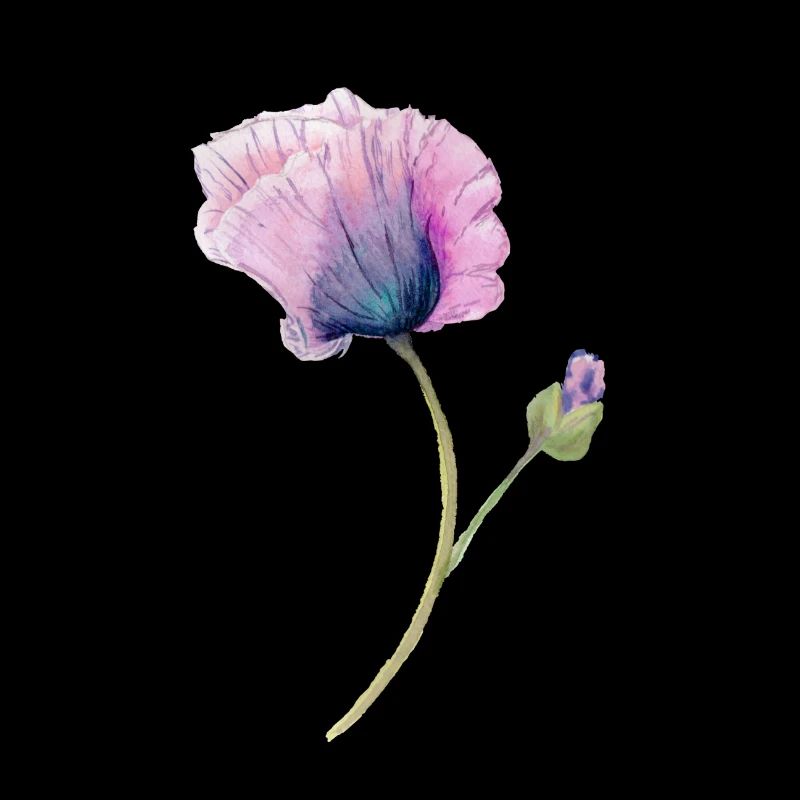 Blume