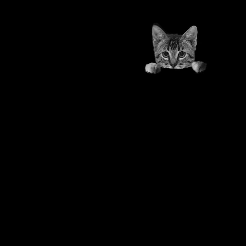 Chat dans ta poche