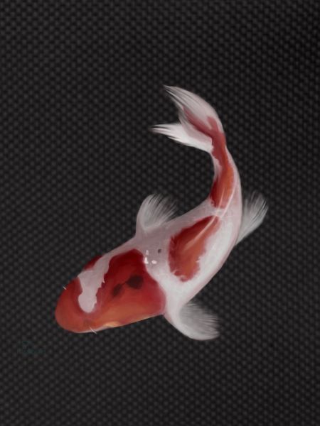 Koi fish