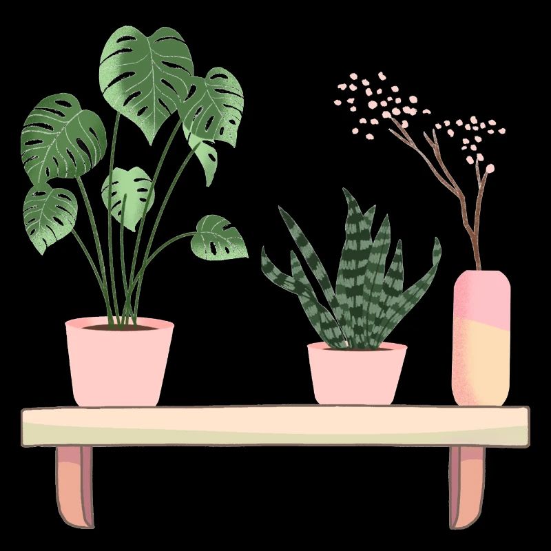 House plants on shelf Monstera