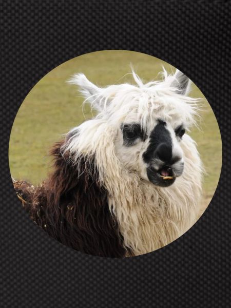 Ein geflecktes Lama