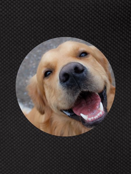 Cute dog