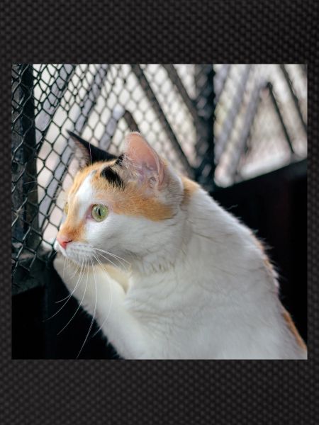 le chat