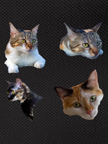 cat kitten