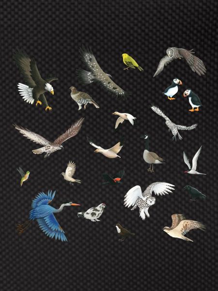 Oiseaux du Canada