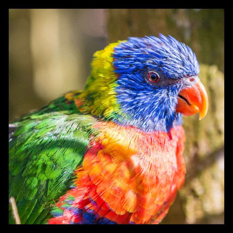 Regenbogenloris (Allfarblori, Trichoglossus)