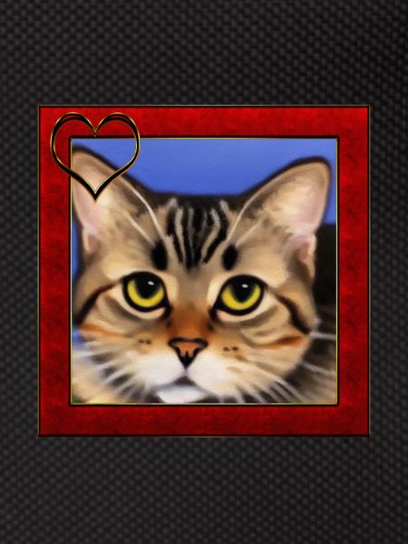 Cat portrait 8